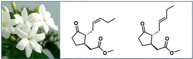 香精與香料(17)-香型與分子結構特征的關系