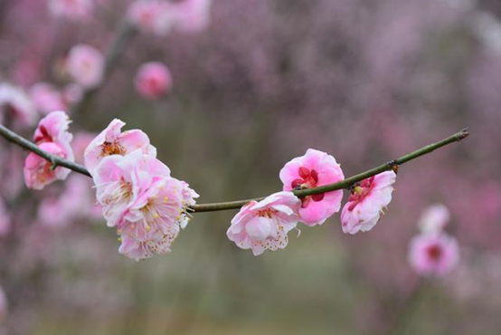 香精與香料(74)—梅花香