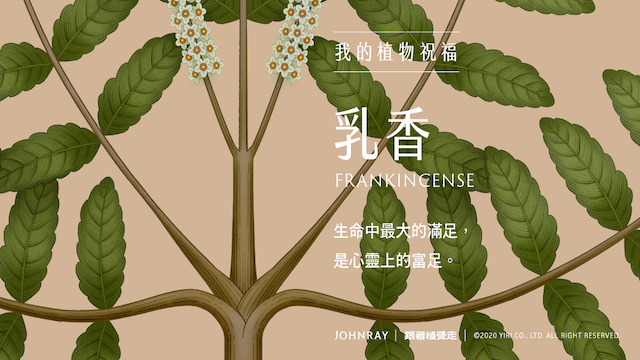 香精與香料(83)—乳香(Frankincense)