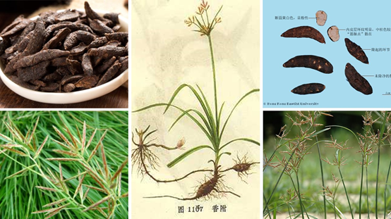 香精與香料(86)—香附(Rhizoma Cyperi)