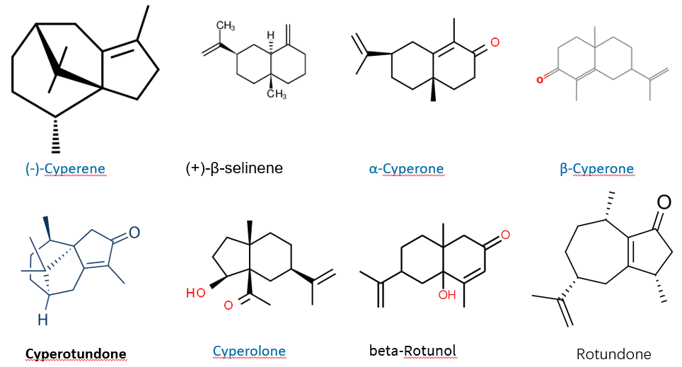 香精與香料(86)—香附(Rhizoma Cyperi)