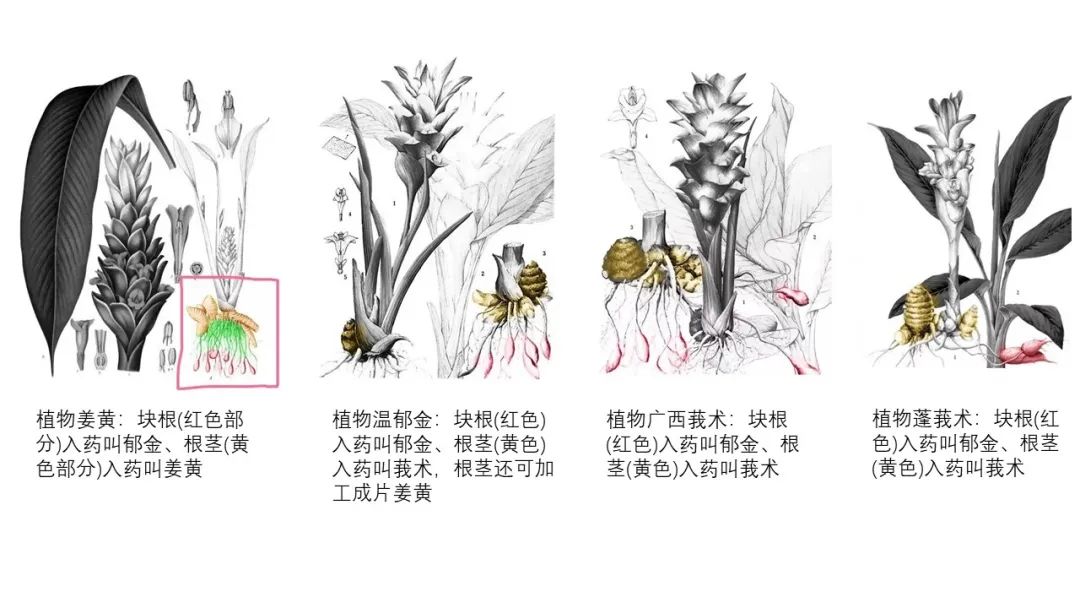 香精與香料(97)—郁金