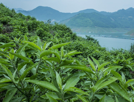 香精與香料(108)—艾納香