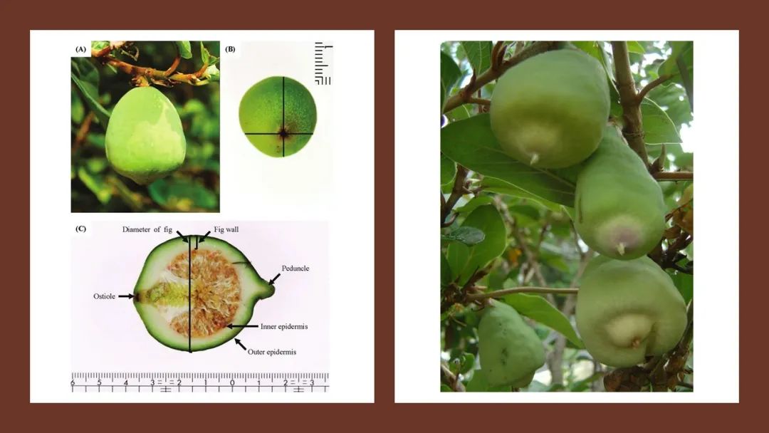 香精與香料(123)—薜荔