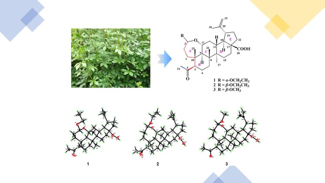 香精與香料(130)—五加皮