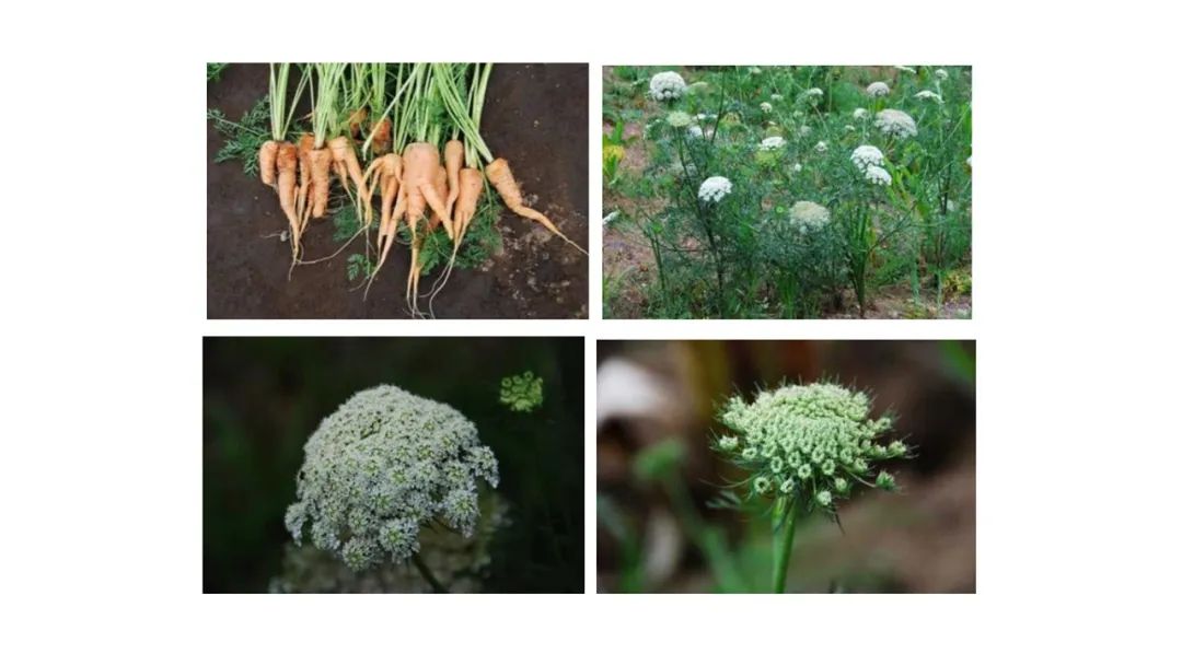 香精與香料(135)—野胡蘿卜(Daucus carota)