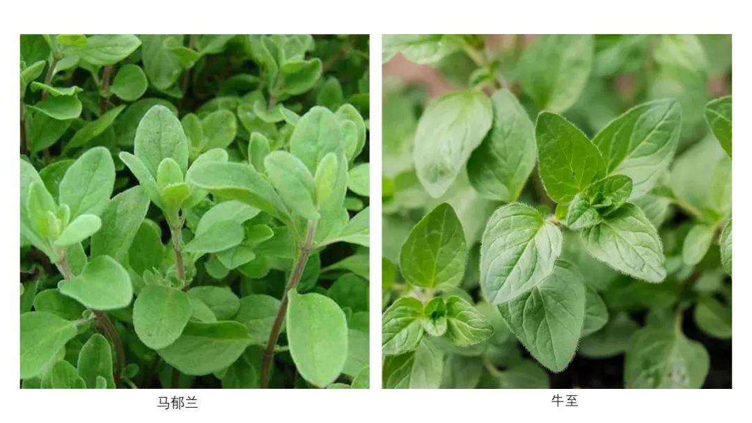 香精與香料(151)—牛至(Oregano)