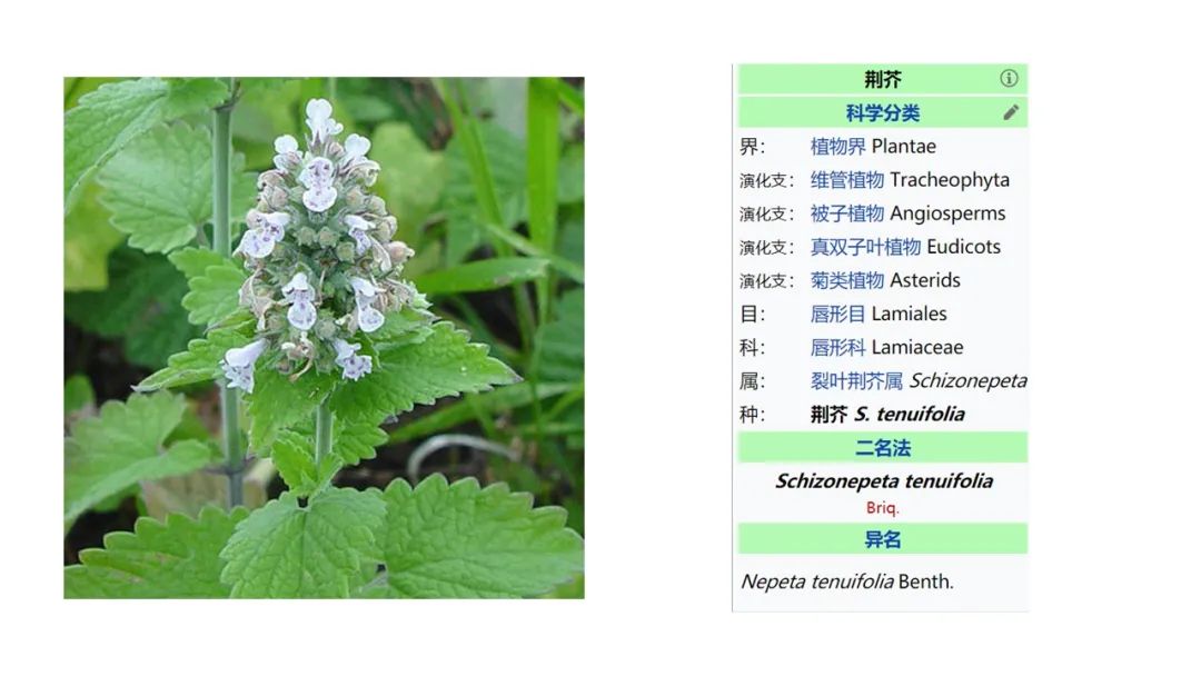 香精與香料(153)—荊芥