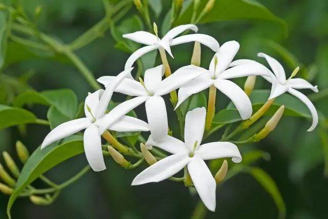 室內(nèi)種植這幾種植物，讓你的房間充滿芳香，凈化空氣，芬芳室內(nèi)