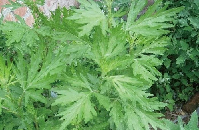 夏天來了，驅蚊的香料有哪些